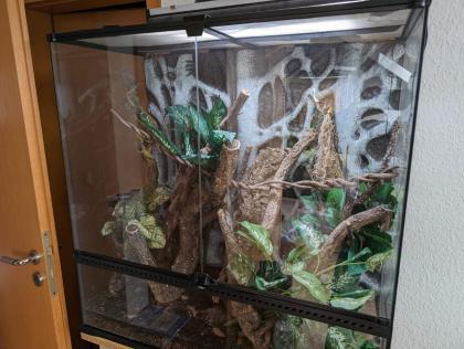 Gargoylegecko 1.0 Adult