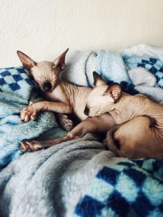 Sphynx Katzenbaby suchen neue Wohnung