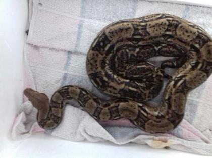 Mexican Boa abzugeben
