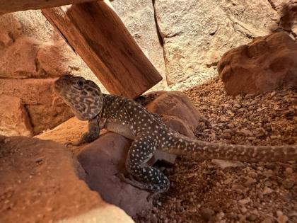 Halsbandleguan Männchen (Crotaphytus collaris)