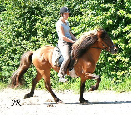 Biete Reitbeteiligung zum Ausreiten in Thanning LKr Wolfratshausen