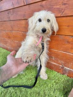 Raviola(w), Mischling, 2 Jahre, 38 cm, Slowakei