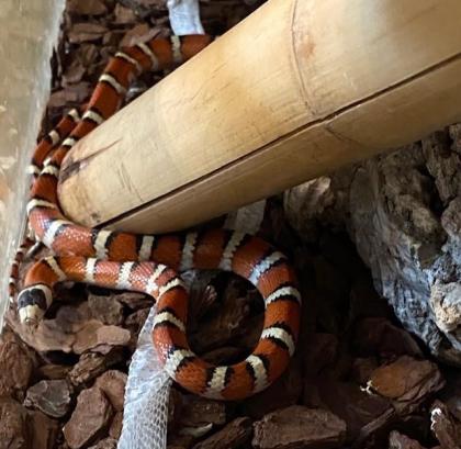 Königsnatter Lampropeltis triangulum