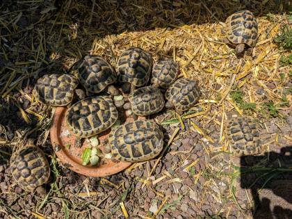 Griechische Landschildkröten (Testudo hermanni) Nachzuchten aus 2024, 2024 und 2