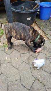 Reinrassige Cane-Corso welpen