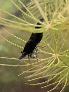 Neocaridina davidi Black Sakura  ( Süßwasser Garnelen  )