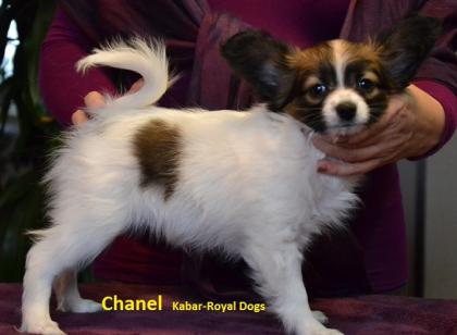 Papillon Welpen FCI (Hunde show)