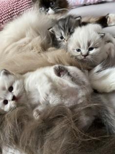 Reinrassige Perser Kitten