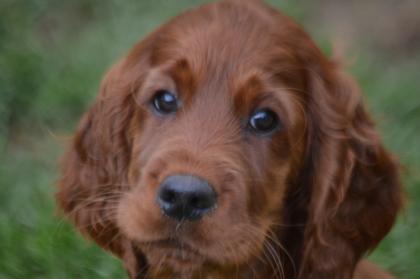 Irish Red Setter Welpen m.VDH-Papieren