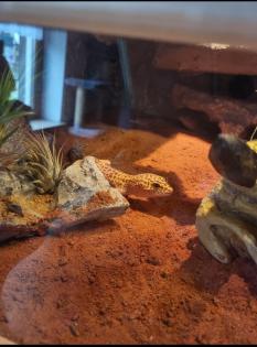 0.3. Leopardgeckos mit Terrarium und Zubehör