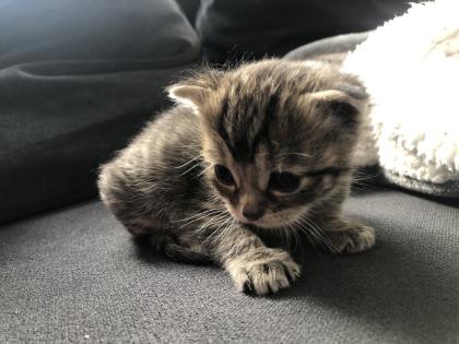 Katzenbabys geboren 23.4.23