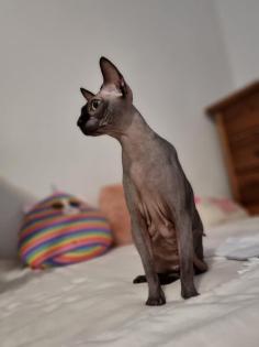 Sphynx katze