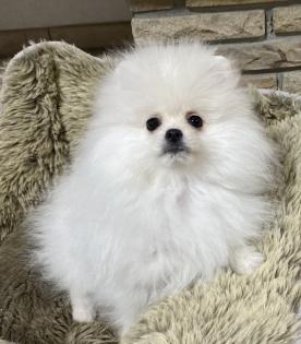 Zwergspitz Pomeranian Boo Ahnentafel