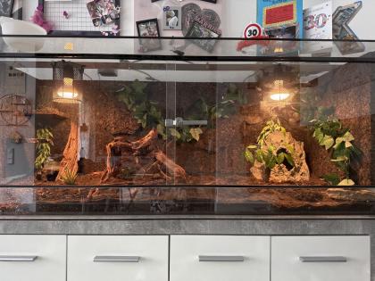 2 Kornnattern + Hochwertiges Terrarium zu verkaufen