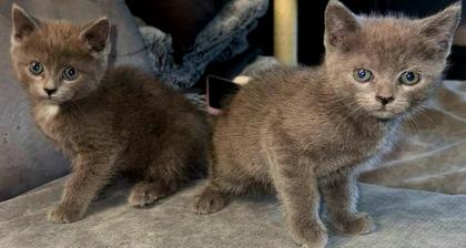 Bkh kitten  abgabe  bereit
