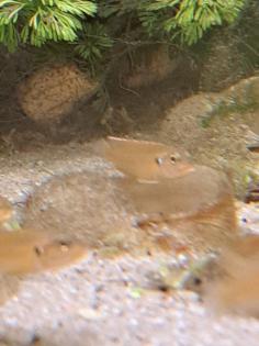 Neolamprologus ocellatus gold  (Tanganjikasee Schneckenbuntbarsch)