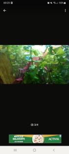 Endler Guppys,Weibchen,Männchen