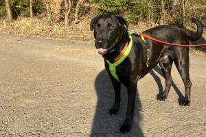 NICKI -  männlich  4 Jahre  62 cm  40 kg  Perro de Pastor Mallorquin Gechipt Kas