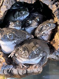 Colorado Kröte / Sonoran Desert Toad / Bufo Alvarius, 150 € pro Tier