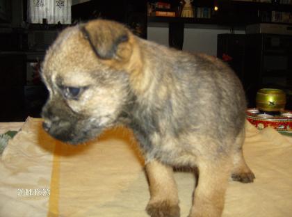 BORDER TERRIER WELPEN