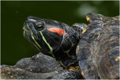 Biete weibliche Rotwangen-Schmuckschildkröte(n), Trachemys scripta elegans