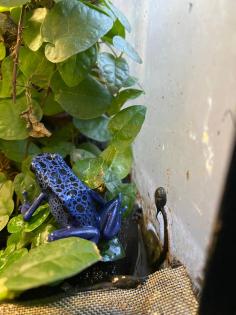 Dendrobates Azureus Pfeilgiftfrösche Blaue Baumsteiger