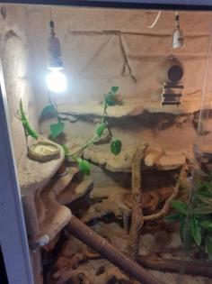 Madagaskar Tagesgecko 