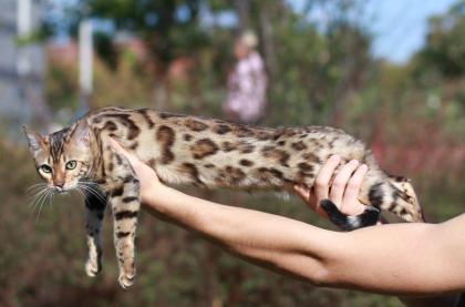 Bengalkatzen einer sicheren Qualität