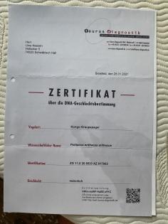 Graupapageienpaar (3Jahre) mit großem Käfig und Zubehör