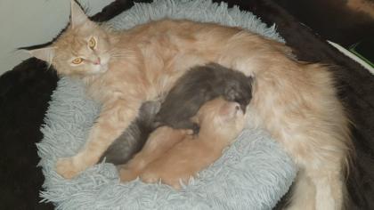 Maine Coon Baby´s  - 2 Kater (creamy) - 2 Kätzchen (silver tabby)