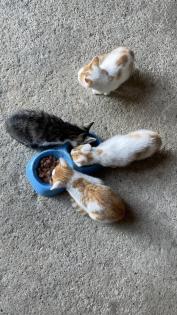 5 süße Katzenbabys abzugeben
