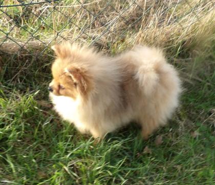 Zwergspitz/Pomeranian Rüde mit 2 blauen Augen