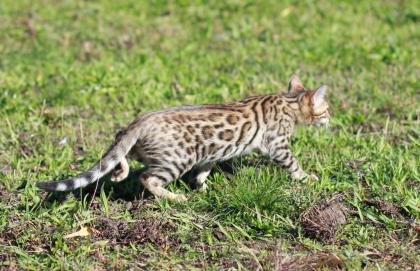 Bengalkatzen einer sicheren Qualität