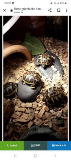 Griechische Landschildkröten Nachzucht 2024 Preis 80 Euro