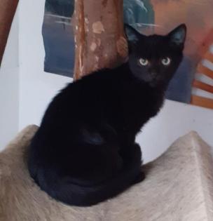 Nero– sucht dringend ein Zuhause! (aus dem Tierschutz / gechipt, geimpft, kastri
