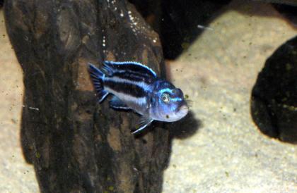 Melanochromis maingano