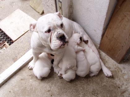 Wurfankündigung Olde English Bulldog