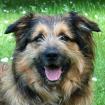 SLY - Briard-Mix - 2 Jahre - Tierhilfe-Franken e.V.