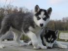 Siberian Husky mit SHC / VDH Papieren