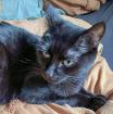 POLLY und EMI - europäische Kurzhaarkatze - 10 Jahre - Tierhilfe-Franken e.V.