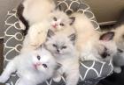 Ragdoll katzenbabys