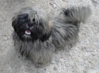 Shih-Tzu Welpen