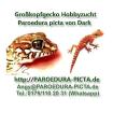 Echsen / Geckos ( Paroedura picta )