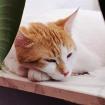 SWEETY - europäische Kurzhaarkatze - 1 Jahr - Tierhilfe-Franken e.V.