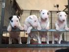 Miniature Bullterrier Welpen zu verkaufen