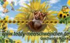 Us-Teddy Rassemeerschweinchen