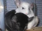 Chinchillas suchen .....