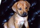 Rhodesian Ridgeback Welpen