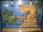 2 königsphton + terrarium + einrichtung