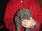 Cane Corso Welpen